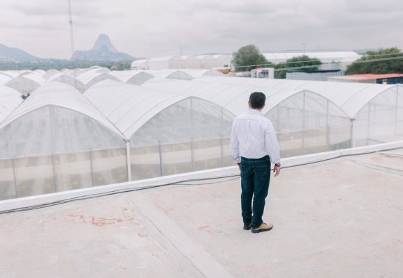Person overlooking a large greenhouse complex, showcasing sustainable horticulture, controlled environment agriculture and innovation