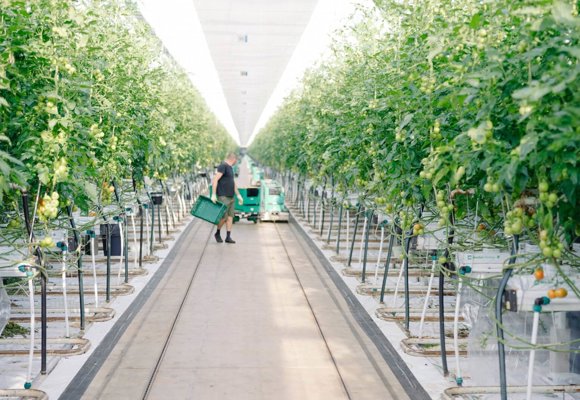 Commercial tomato greenhouse with high-wire cultivation, supporting efficient crop production and sustainable growing