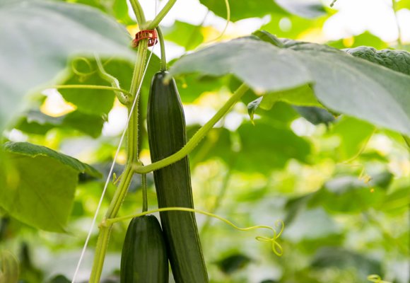 Cucumbers growing on greenhouse vines, demonstrating controlled environment agriculture and sustainable crop cultivation