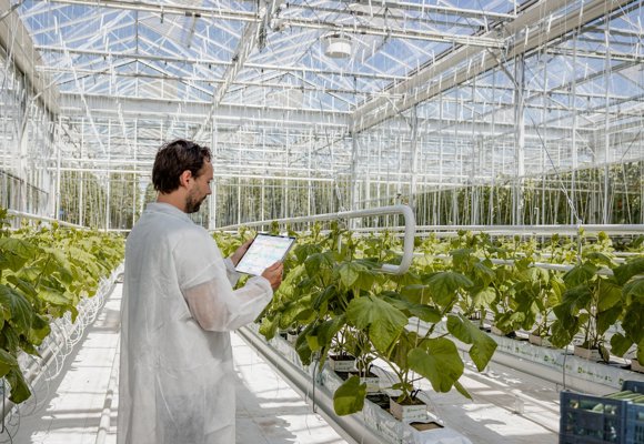 Technician using tablet to monitor crops in a modern greenhouse