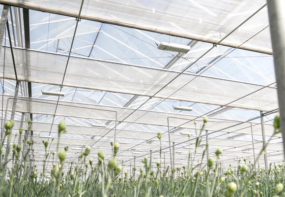 Modern greenhouse with energy screens above ornamental crops, supporting climate control and sustainable cultivation