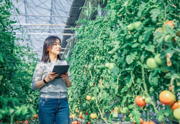 Grower using a tablet in a tomato greenhouse to monitor crop performance, plant health and precision cultivation data