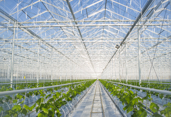 Cucumbers growing in Greenhouse